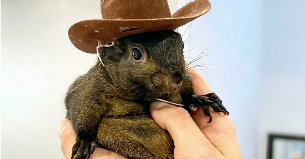 Top Memecoin sẽ bùng nổ tháng 12/2024 không nên bỏ lỡ! 3 memecoin Peanut the Squirrel (PNUT)