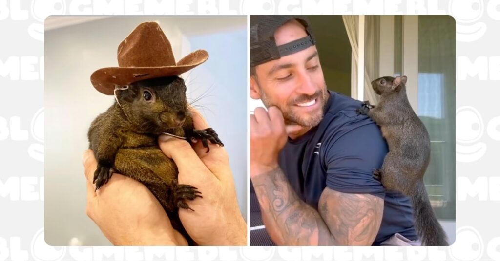 Meme Coin: Không Chỉ Là Tiền, Mà Còn Là Sự Kết Nối - Câu Chuyện Peanut the Squirrel 2 Meme Coin Sự Kết Nối