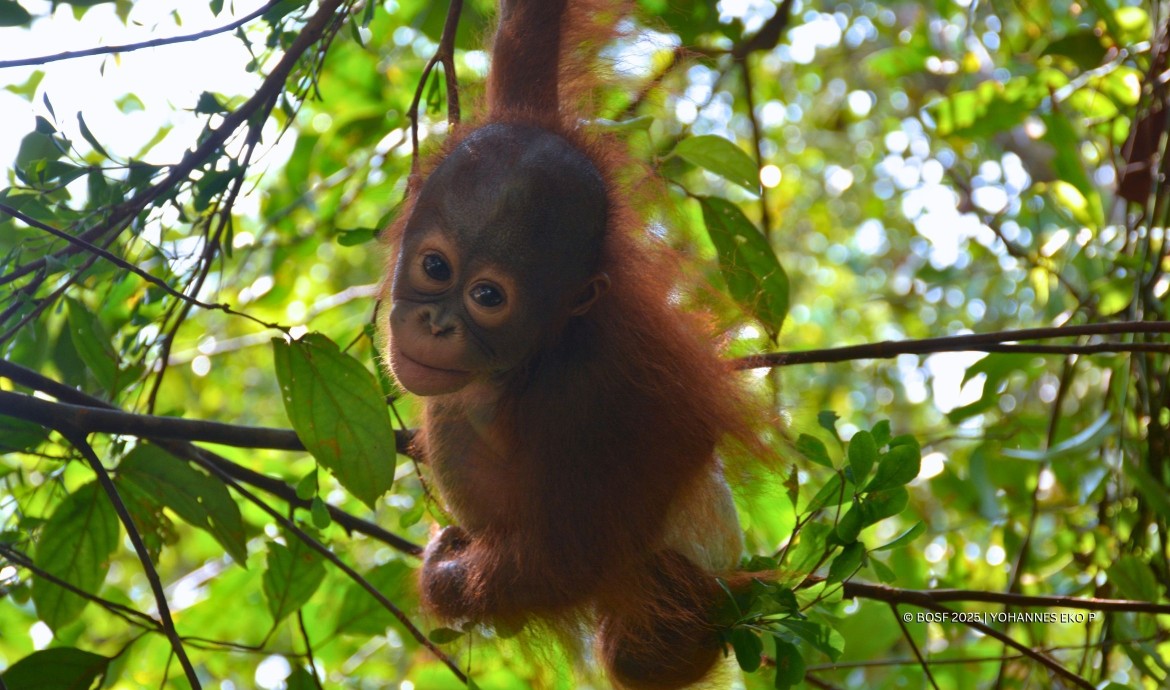 $NIA: Memecoin với linh hồn nhỏ và sứ mệnh lớn bảo vệ Orangutan 2 Nguồn gốc cảm động của bé Nia