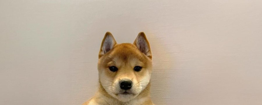 $DOG: Hành trình của memecoin công bằng nhất trên Solana 2 Câu chuyện của $DOG
