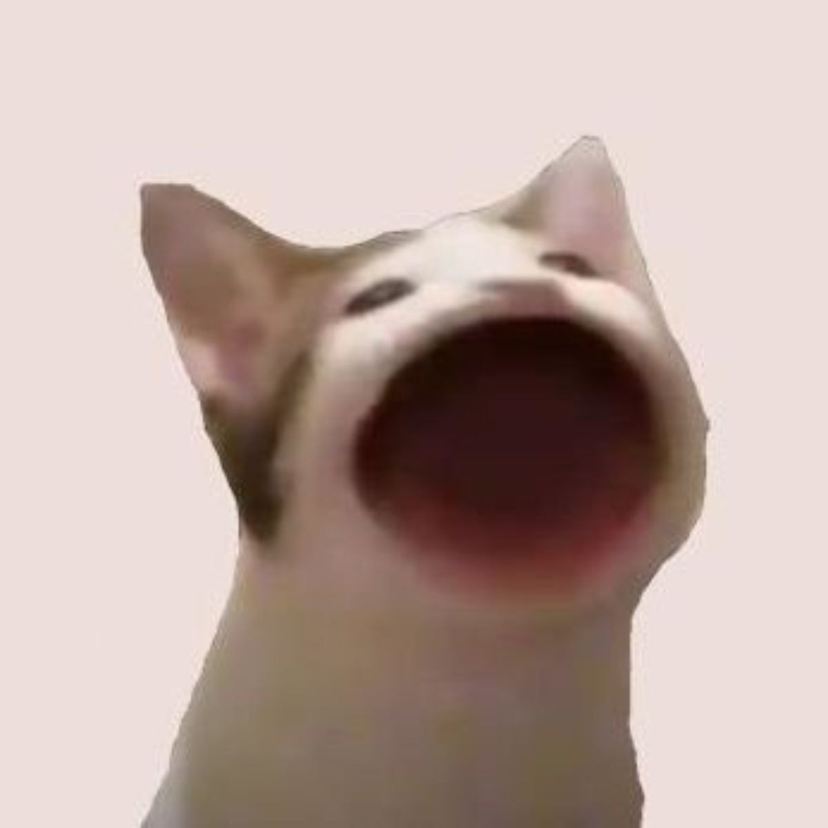 WIF và POPCAT: Cuộc đua nảy lửa để làm chủ Solana 2025! 3 Nguồn gốc của POPCAT (Popcat)